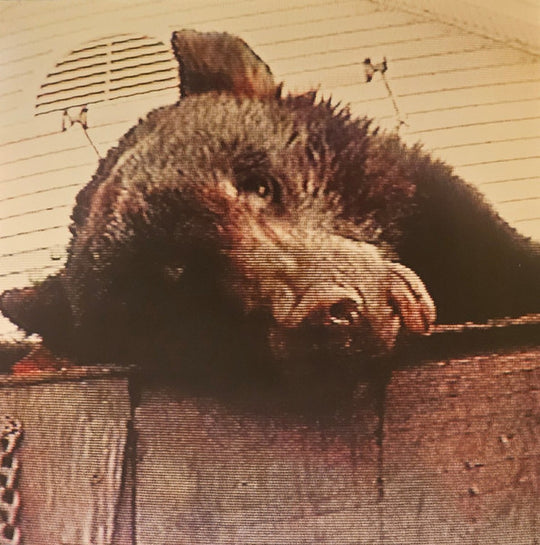 Truck Violence – Violence