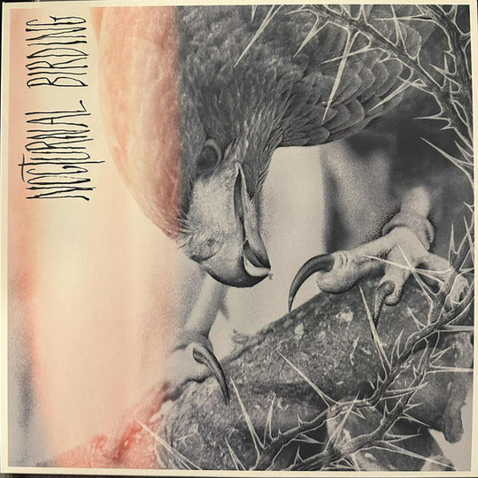 Author & Punisher – Nocturnal Birding